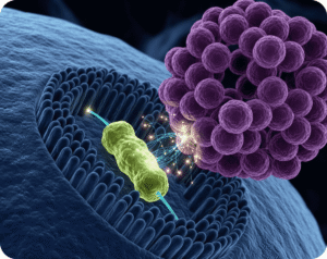 "Comparação entre resveratrol e biodisponibilidade entre o comum e micronizado mostrando a absorção no organismo"
