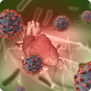 Coração em ótimo estado funcional.